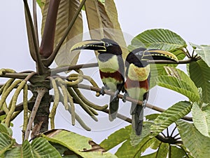 A Chestnut-eared Aracari in Ecuador photo