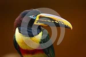 The chestnut-eared aracari, or chestnut-eared araÃ§ari Pteroglossus castanotis portrait wirh brown background