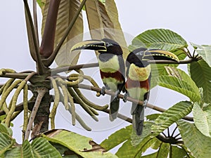 A Chestnut-eared Aracari in Ecuador