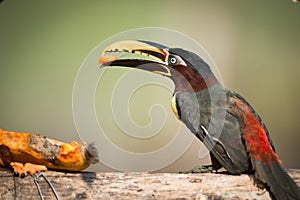 Chestnut-eared aracari perched on log eating papaya photo