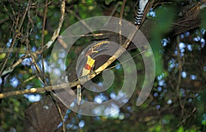 Chestnut Eared Aracari, pteroglossus castanotis, Adult standing on Branch, Pantanal in Brazil