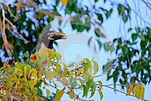 Chestnut-eared Aracari, Pteroglossus Castanotis, bird of the toucan family, Ramphastidae, Mato Grosso, Pantanal, Brazil