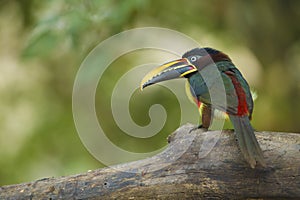 Chestnut-eared Aracari, Pteroglossus castanotis, Pantanal, Brazil