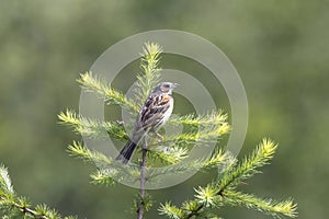 Chestnut-eared bunting on the branch of tree