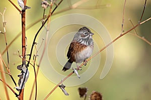 Chestnut-eared bunting photo