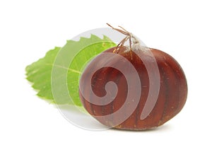 Chestnut edible nuts on white