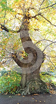 Chestnut from Edinburgh botanical Garden photo