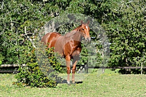 Chestnut ex-racehorse gelding in retirement