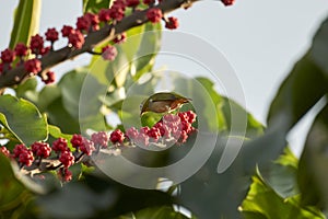Chestnut-flanked White-eye is standing on the tree, eating.