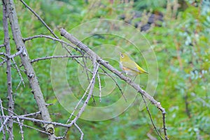 Chestnut-flanked White-eye