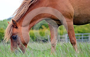 Chestnut Flaxen mane pony grazing closeup