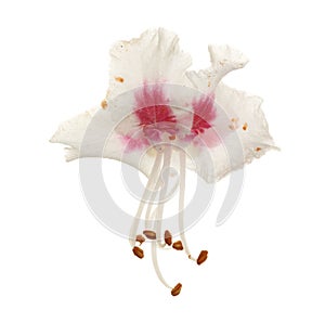 Chestnut flower or Aesculus hippocastanum, Conker isolated on white background