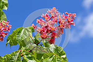 Chestnut flower bloomed in spring