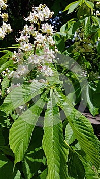 Chestnut flower