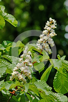 Chestnut flowers