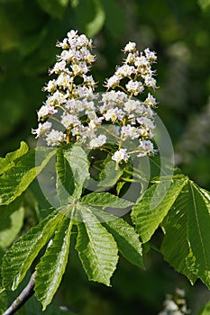Chestnut flowers