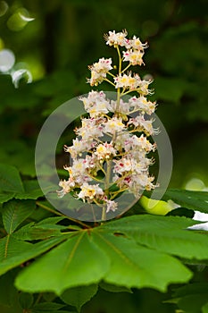 Chestnut flowers on green leaf background. Nature, flora