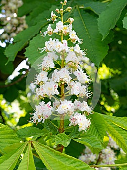 Chestnut Flowers, Horse Chestnut Tree Flower Background, Spring Blossoms in City Park