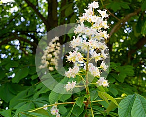 Chestnut Flowers, Horse Chestnut Tree Flower Background, Spring Blossoms in City Park