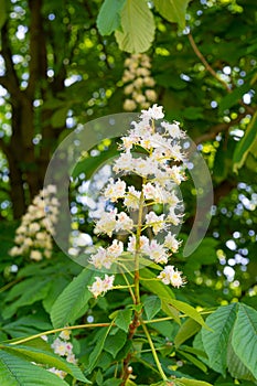 Chestnut Flowers, Horse Chestnut Tree Flower Background, Spring Blossoms in City Park