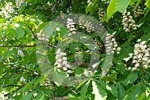 Chestnut Flowers, Horse Chestnut Tree Flower Background, Spring Blossoms in City Park