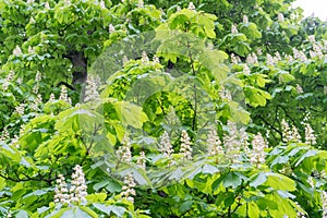 Chestnut Flowers, Horse Chestnut Tree Flower Background, Spring Blossoms in City Park