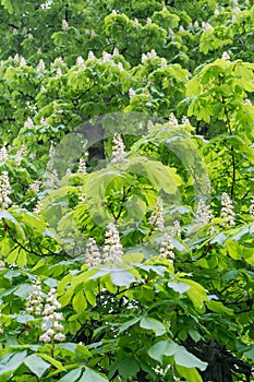 Chestnut Flowers, Horse Chestnut Tree Flower Background, Spring Blossoms in City Park