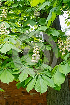 Chestnut Flowers, Horse Chestnut Tree Flower Background, Spring Blossoms in City Park