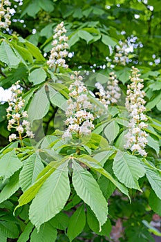 Chestnut Flowers, Horse Chestnut Tree Flower Background, Spring Blossoms in City Park