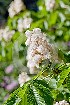 Chestnut flowers with leaves