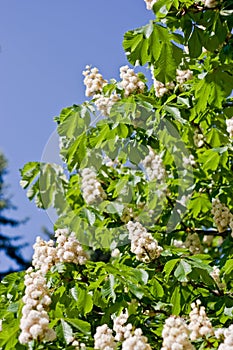 Chestnut flowers with leaves