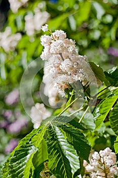 Chestnut flowers with leaves