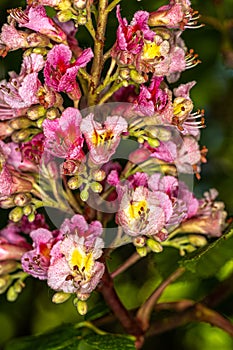 Chestnut Flowers in Spring