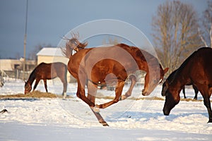 Chestnut foal galloping at the field