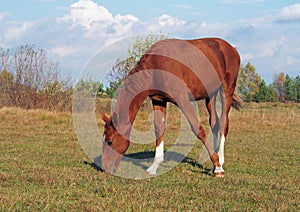 A chestnut foal grazes on a pasture