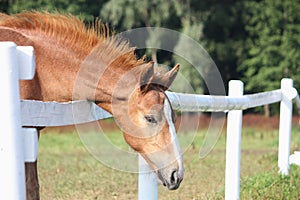 Chestnut foal standing near the pasture fence