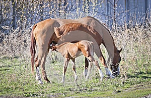 Chestnut foal sucks a maternal udder. Springtime