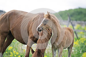 Chestnut foal walking  in yellow flowers  blossom paddock with mom. cloudy day