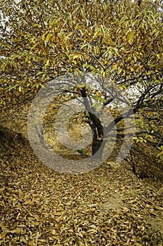 Chestnut forest.