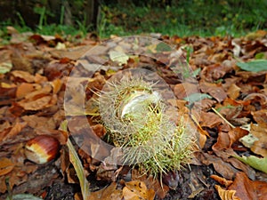 Chestnut in forest