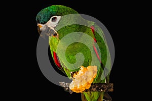 Chestnut fronted macaw isolated