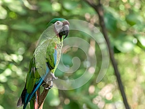 Chestnut fronted macaw in a park in ecuador photo