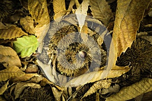 Chestnut fruit.