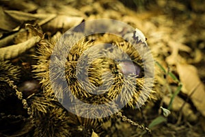 Chestnut fruit.