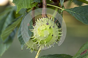 Chestnut fruit hanging on the tree photo