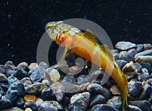 Chestnut goby Chromogobius quadrivittatus (Actinopterygii, Perciformes, Gobiidae) is a species of goby found photo