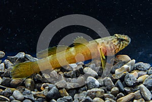 Chestnut goby Chromogobius quadrivittatus (Actinopterygii, Perciformes, Gobiidae) is a species of goby found photo