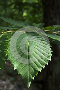 Chestnut green leaf blade with detail of the branches with dark horizontal photo