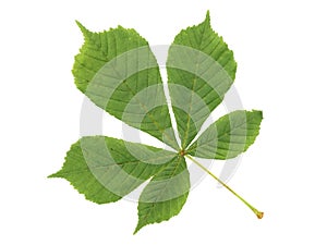 Chestnut green leaf isolated on white