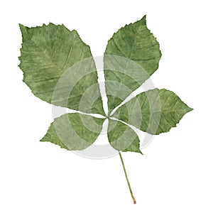 Chestnut green leaf. Watercolor hand drawn botanical illustration isolated on white background.